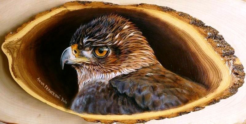 Bonelli's eagle ll.